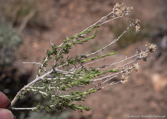 Chrysothamnus viscidiflorus puberulus
