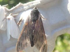 Sphinx poecila
