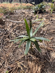 Fritillaria brandegeei