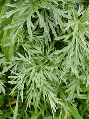 Artemisia sieversiana
