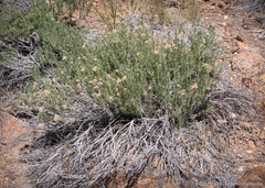 Chrysothamnus viscidiflorus puberulus