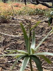 Fritillaria brandegeei