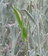 Miomantis paykullii