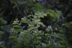 Phanera apertilobata