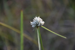 Cyperus niveus