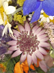 Actinotus