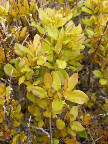 Catberry (Ilex mucronata)