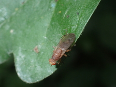 Brachycera