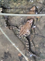 Glandirana minima