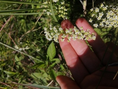 Selago densiflora