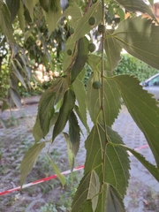 Celtis australis
