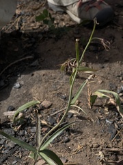 Fritillaria brandegeei