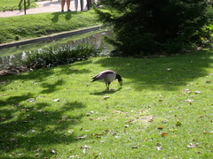 Branta leucopsis