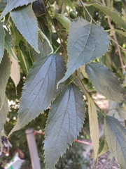 Celtis australis