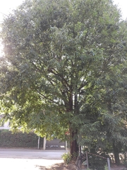 Celtis australis