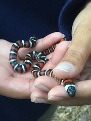 Lampropeltis multifasciata