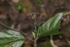 Megalogomphus sommeri