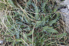 Oxytropis montana