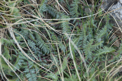 Oxytropis montana