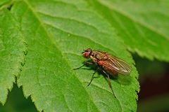 Hydrophoria lancifer