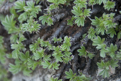 Potentilla caulescens