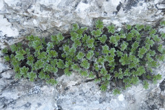 Potentilla caulescens