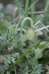 Papaver alpinum alpinum