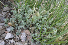 Papaver alpinum alpinum