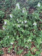 Campanula punctata punctata