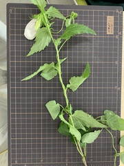 Campanula punctata punctata