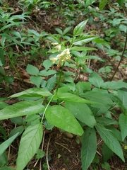 Vicia oroboides