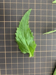 Campanula punctata punctata