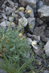Papaver alpinum alpinum