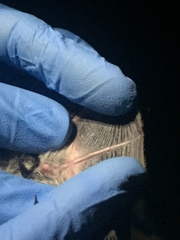 Myotis thysanodes