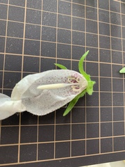 Campanula punctata punctata