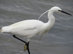 Egretta garzetta