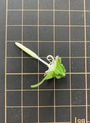 Campanula punctata punctata