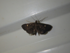 Dolicharthria stigmosalis