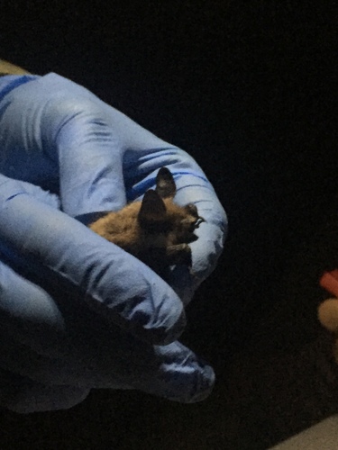 iNaturalist observation photo of Fringed Myotis