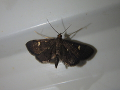 Dolicharthria stigmosalis