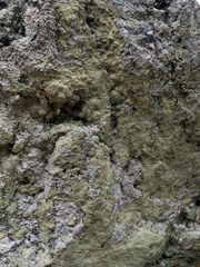 Pertusaria flavicans