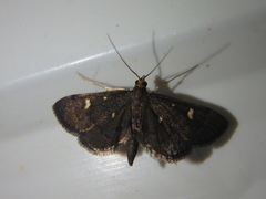 Dolicharthria stigmosalis