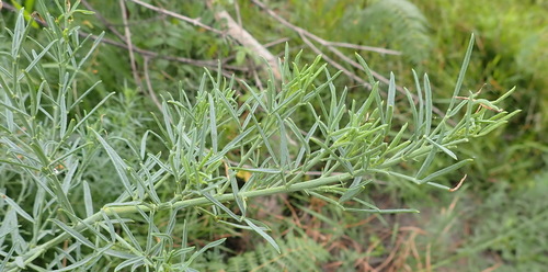 Image of Psoralea axillaris by (c) Nicola van Berkel, some rights reserved (CC BY-SA)