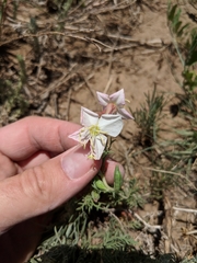 Oenothera pallida