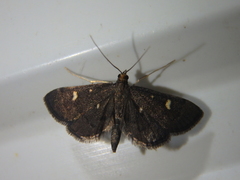 Dolicharthria stigmosalis