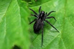 Acantholycosa lignaria