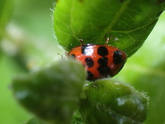 Harmonia axyridis