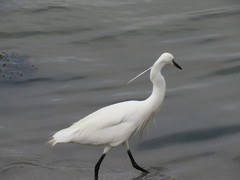 Egretta garzetta