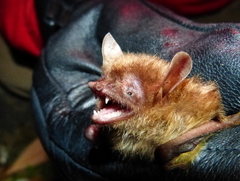 Murina huttonii