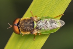 Odontomyia angulata